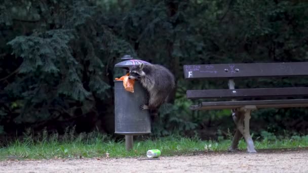 母親のアライグマは 都市公園のゴミ箱で彼女の赤ん坊のための食べ物 ゴミを探しています 近くでベビーアライグマが待っています ドレスデン ドイツ — ストック動画