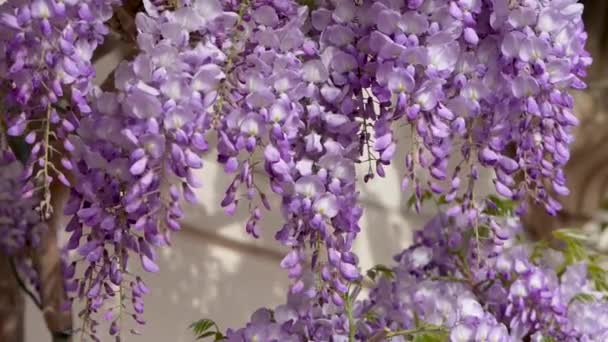 Hermosas Delicadas Flores Glicina Primaveral Que Desarrollan Viento Cámara Lenta — Vídeo de stock