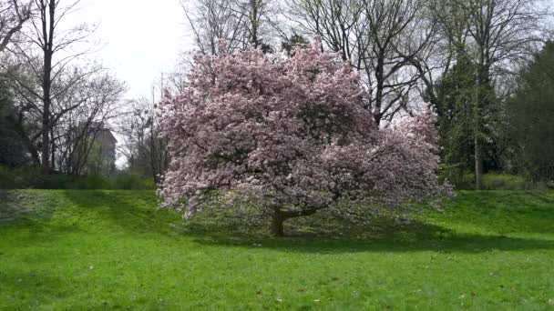 Enorme Hermoso Árbol Magnolia Floreciente Rosa Flores Magnolia — Vídeo de stock