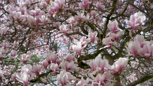 Bellissimo Albero Magnolia Fiorito Rosa Magnolia Fiori Sfondo Floreale — Video Stock