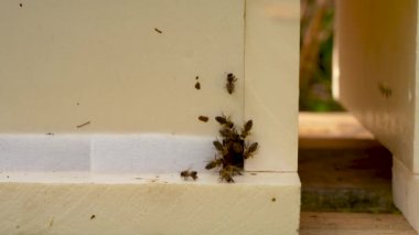 Balla çalışan bal arıları eve, sokağa uçar..