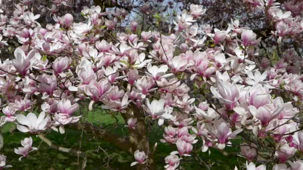 Piękne Różowe Kwitnące Drzewo Magnolii Magnolia Kwiaty Tło Kwiatowe — Wideo stockowe