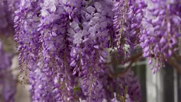 Piękne Delikatne Wiosenne Kwiaty Wisterii Rozwijające Się Wietrze Wisteria Sinensis — Wideo stockowe