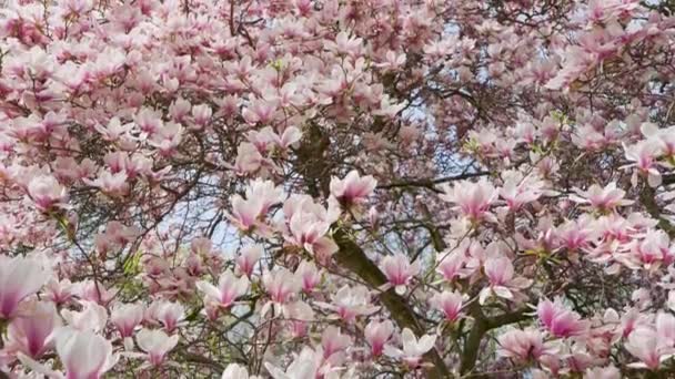 Krásná Růžová Kvetoucí Magnólie Magnolia Květiny Květinové Pozadí — Stock video