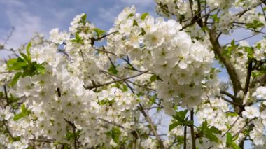 Kiraz çiçekleri. Güzel sakura çiçekleri rüzgarda hafifçe hareket eder, bir arı nektar toplar..