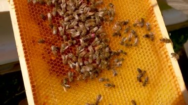 Arı yetiştiricisi, işaretli kraliçeyi bal arılarının arasına bal peteğine yerleştirdi. Arılar bal peteğini yakından çekiyor. Apiary. Arıcılık. bal üretimi