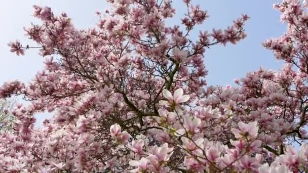 Enorme Bellissimo Albero Magnolia Fiorito Rosa Fiori Magnolia — Video Stock