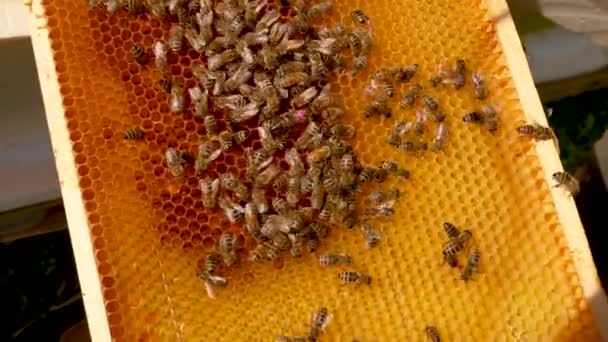 Pszczelarz Umieścił Oznaczoną Królową Wśród Pszczół Miodnych Plastrze Miodu Pszczoły — Wideo stockowe