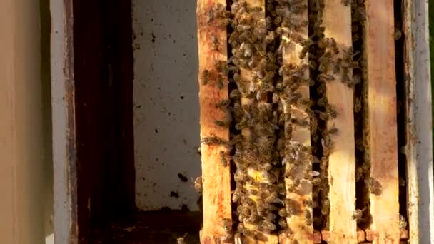 Méhek Kaptárban Dolgoznak Keretek Mézzel Méhkolónia Ökológiai Méhészet Mézelő Méhek — Stock videók