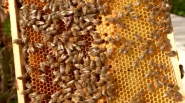 Arı yetiştiricisi bir arı çerçevesi, bir bal peteği, bir sürü bal arısı ve bir kraliçe, işaretli bir anne çıkarıyor. Organik eko-bal üretimi ve tedarik edilmesi. Arıcılık 