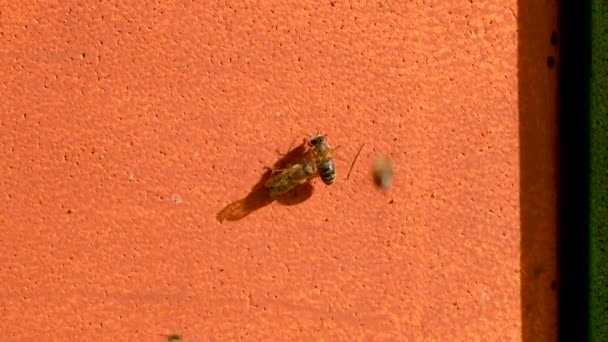 蜜蜂的翅膀受伤了 需要帮助 又有一只蜜蜂飞过来帮忙 — 图库视频影像