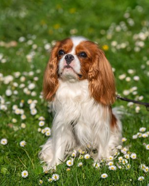 Küçük bir köpek Cavalier King Charles Spaniel, Cocker Spaniel yeşil bir çayırda oturur ve dikkatlice kameraya bakar. Favori evcil hayvanlar