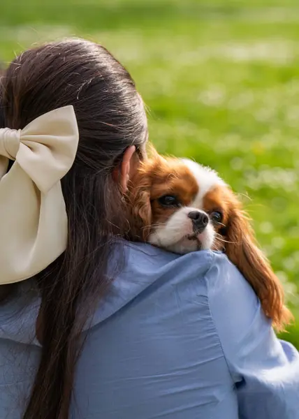 Güzel köpeği Cavalier King Charles Cocker Spaniel 'i parkta yürürken kucaklayan sevimli kadın, Cocker Spaniel onun omzuna ağızlık taktı. Yakın plan portre. Hayvanlar için aşk.