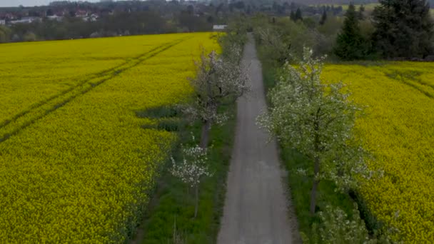 Alman Kırsalındaki Sarı Kolza Tohumu Tarlalarının Hava Aracı Görüntüsü Çiçek — Stok video