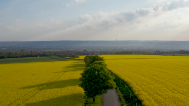 Lotu Ptaka Widać Żółte Pola Rzepaku Niemieckiej Wsi Drezdeńska Wieża — Wideo stockowe