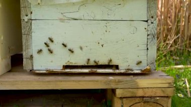 Bal arıları kovana doğru uçar, yakın plan. Arıcılık konsepti. Apiary 