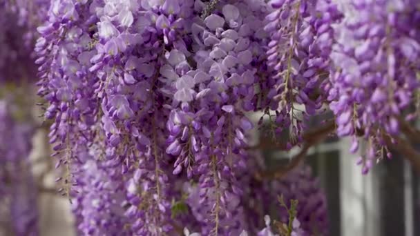 Hermosas Delicadas Flores Glicina Primaveral Que Desarrollan Viento Wisteria Sinensis — Vídeo de stock