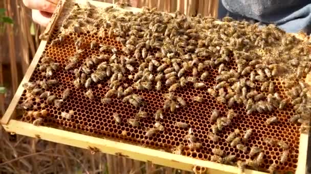 Včelí Včelín Včely Plazí Podél Včelího Rámu Sbírají Pyl Plástech — Stock video