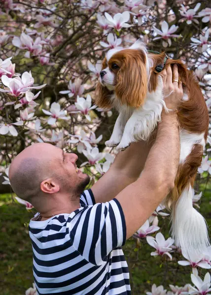 A man hugs his beautiful dog, a cocker spaniel, on the street, in the park, near a magnolia tree. Cavalier King Charles Cocker Spaniel. Close-up portrait. Love for pets