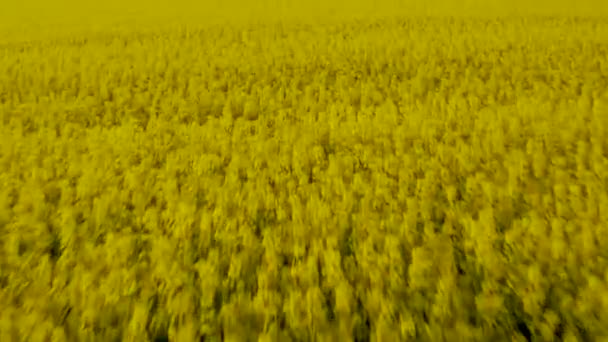Widok Lotu Ptaka Żółte Pola Rzepaku Żółte Kwiatowe Tło — Wideo stockowe