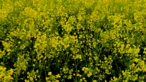 Gele Koolzaadvelden Gele Bloemige Achtergrond — Stockvideo