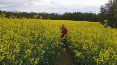 Yağmurdan sonra sarı kolza tohumu tarlası. Yağmur damlaları yaprakların üzerinde yatar. Tarım.