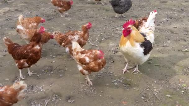 Hühner Und Hahn Sammeln Futter Auf Bio Freilandhof — Stockvideo