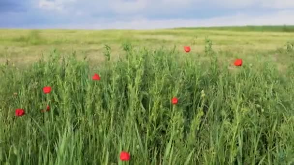 Красные Маковые Цветы Цветут Лугу Раскачиваясь Ветру Красивая Концепция Природы — стоковое видео