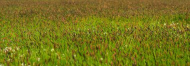 Genç taze çimenlerin olduğu panoramik bir alan. Tarım arazisi. Doğa, doğal arka plan. Dikenli yeşil çimenler.