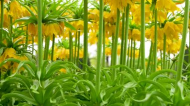 Güzel çiçekler, fritillaria emperyalizmi yakın mesafede. Kamera, aşağıdan yeşil gövde boyunca sarı çiçeklere doğru hareket eder. 