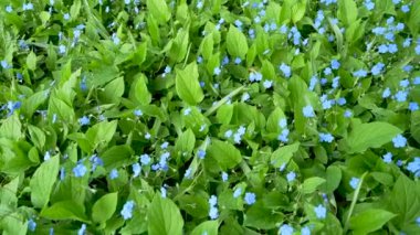 Taze yeşil yapraklar üzerinde güzel, küçük mavi bebek çiçekleri. Myosotis. Çiçek arka planı