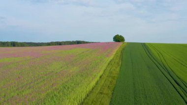  Tarım arazisinin güzelliği. Mor gelincikler, yemyeşil tarlalar ve tarlada yalnız bir ağaç olan pitoresk tarlaların hava görüntüsü. Almanya, Saksonya