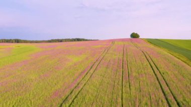 Hava aracı görüntüsünden doğanın inanılmaz güzelliği. Mor gelincikler tarlası.