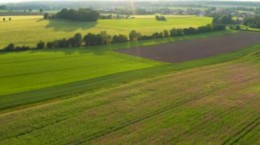 Almanya 'daki sonsuz yeşil tarlaların güzel hava manzarası. Batan güneş ışınları dünyaya düşer. Kırsaldaki yeşil tarlaların üzerinde bir dron uçuyor.. 