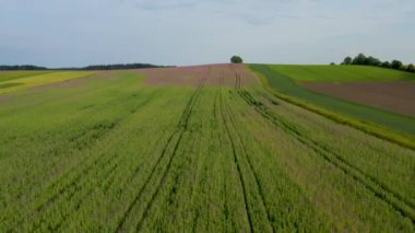 Alman kırsalında açmakta olan gelinciklerle tarımsal tarlalarla hava aracı manzarası. Çekim 4k
