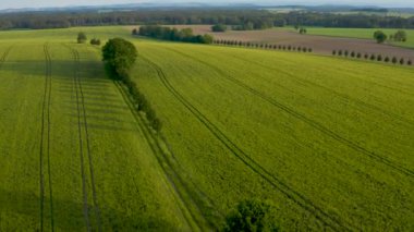 Tarım alanlarının hava görüntüleri, arka arkaya dikilmiş ağaçlar, uzak yel değirmenleri. Güneşli açık bir gün. Güzel Alman kırsal alanı