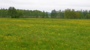 İki geyik kır çiçekleriyle bir çayırda peşpeşpeşe koşuyor. Vahşi hayvanlar, çevreleyen dünya