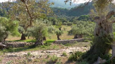 Zeytinlik, taş işçiliği, çit. Şelaleye dikilmiş eski, eğri büğrü ağaçlar. Mallorca 'nın doğası. Yüksek kalite 4K görüntü.