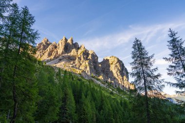 Dolomitlerdeki yeşil kozalaklı ağaçlar. İtalya. İnanılmaz bir dağ manzarası. Doğanın güzelliği