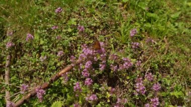 Kelebek alp çiçeklerinde nektar toplar. Yakın plan. Güneşli bir gün. Ağır çekim. Ekoloji.