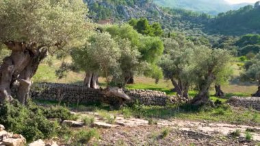 Zeytin ağaçları, zeytinlik, taş işçiliği, çit. Şelaleye dikilmiş eski, eğri büğrü ağaçlar. Mallorca 'nın doğası. Yüksek kalite 4K görüntü.