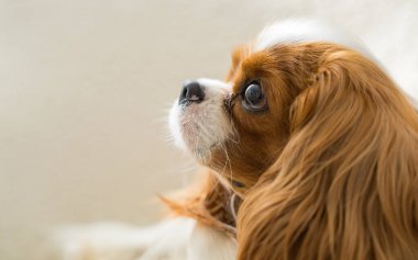 Şirin bir köpeğin portresi. Cocker spaniel, Cavalier King Charles Spaniel. Yan görüş. Favori evcil hayvanlar.