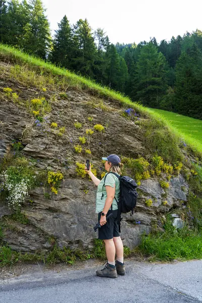 stock image A passionate middle aged woman takes pictures of alpine meadows on her phone. She holds a gimbal in her hands. The lady blogs about her travels on social networks. Hohe Tauern . Austria