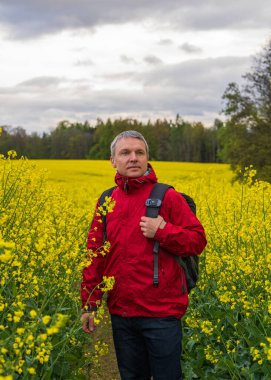Kırmızı yağmurluklu bir adam sarı kolza tohumu tarlasında yürüyor. Yağmurdan sonra taze kolza tohumu tarlası. Aktif yaşam tarzı, yürüyüş. Çevre turizmi 