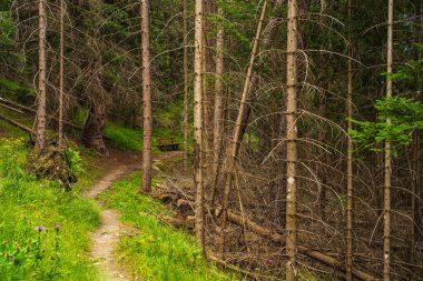 Manzaralı kozalaklı ormanlarda yürüyüş, gezginlerin dinlenmesi için ahşap banklar. Güneşli bir yaz günü. Hohe Tauern. Grossglockner Ulusal Parkı. Avusturya. Yürüyüş, turizm, seyahat
