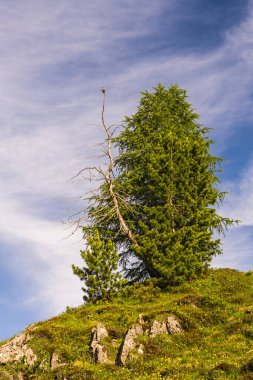  Kuş kozalaklı bir ağacın tepesinde oturur. Dağlardan, kayalardan, Dolomitlerden oluşan güzel bir manzara. Güney Tyrol, İtalya