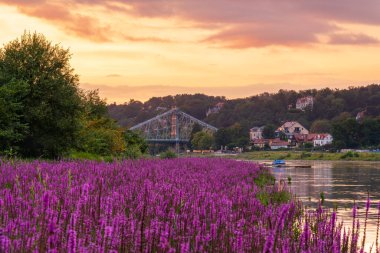 Beautiful sunset on  river Elbe. View through pink flowers on  ancient bridge -  Blue Miracle. Dresden, Germany,  Elbe River. High quality photo clipart