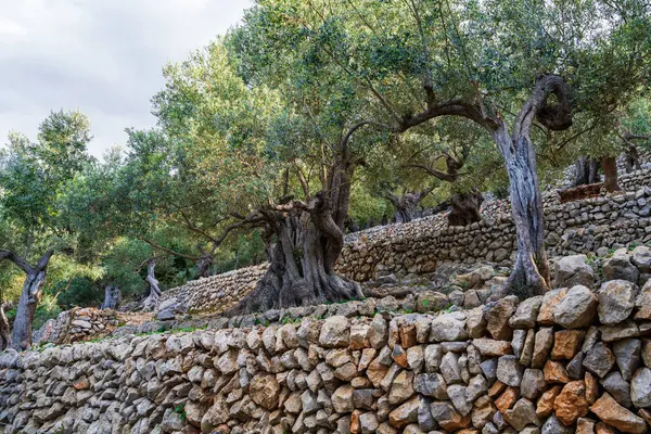 stock image An olive grove planted in cascades. Old trees with twisted trunks. Stone fence. Mallorca, Spain