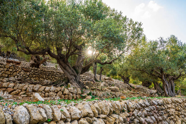 An olive grove planted in cascades. Old trees with twisted trunks. Stone fence. Mallorca, Spain