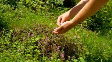 Alp çayırında kekik bitkisi koleksiyonu. Kekik toplayan kadının elleri (Thymus serpilllum), yakın plan, şifalı bitki, çiçek, bitkisel konsept.